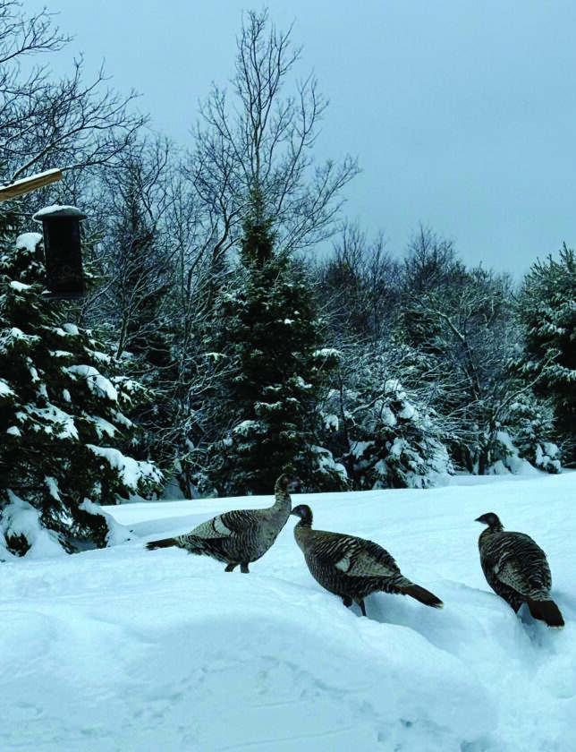 Wild turkeys hanging tough in bitter cold
